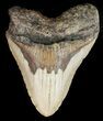 Large, Megalodon Tooth - North Carolina #47201-1